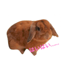 ノエたんだもの（個別スタンプ：4）