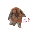 ノエたんだもの（個別スタンプ：8）
