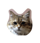 ねこ   みゅうみゅうとまーこ（個別スタンプ：1）