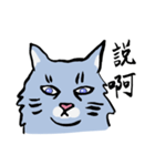 Mandarin Tabby（個別スタンプ：2）