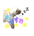 もこもこたいむ✴︎①（個別スタンプ：5）