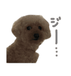 もこもこたいむ✴︎①（個別スタンプ：7）