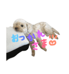 もこもこたいむ✴︎①（個別スタンプ：15）