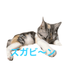 プリシラ   part1（個別スタンプ：5）