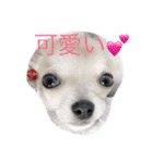 チワワのれおぱこぴー①（個別スタンプ：4）