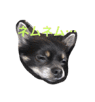 チワワのれおぱこぴー①（個別スタンプ：5）