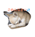 チワワのれおぱこぴー①（個別スタンプ：9）