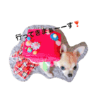 チワワのれおぱこぴー①（個別スタンプ：13）