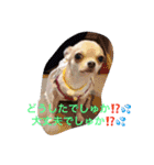 チワワのれおぱこぴー①（個別スタンプ：14）