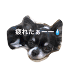 チワワのれおぱこぴー①（個別スタンプ：19）