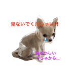 チワワのれおぱこぴー①（個別スタンプ：24）