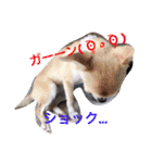 チワワのれおぱこぴー①（個別スタンプ：25）