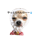チワワのれおぱこぴー①（個別スタンプ：27）