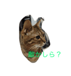 ルナの毎日（個別スタンプ：5）