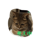 ルナの毎日（個別スタンプ：6）