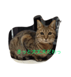 ルナの毎日（個別スタンプ：8）