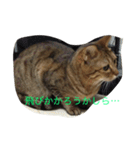 ルナの毎日（個別スタンプ：9）