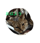 ルナの毎日（個別スタンプ：14）