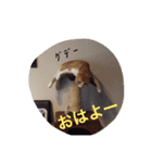 猫のチェス（個別スタンプ：1）
