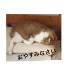 猫のチェス（個別スタンプ：2）