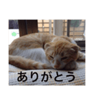 猫のチェス（個別スタンプ：3）