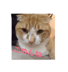 猫のチェス（個別スタンプ：4）