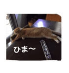 猫のチェス（個別スタンプ：8）