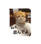 猫のチェス（個別スタンプ：9）