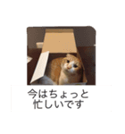 猫のチェス（個別スタンプ：10）
