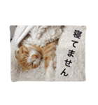猫のチェス（個別スタンプ：11）