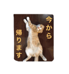 猫のチェス（個別スタンプ：12）
