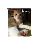 猫のチェス（個別スタンプ：13）