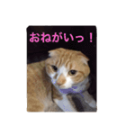 猫のチェス（個別スタンプ：14）