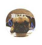 土屋家の犬猫（個別スタンプ：6）