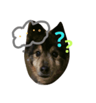 土屋家の犬猫（個別スタンプ：7）