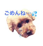 ペルスタンプ（個別スタンプ：2）