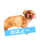 ペルスタンプ（個別スタンプ：4）
