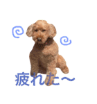 ペルスタンプ（個別スタンプ：5）