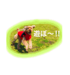 ペルスタンプ（個別スタンプ：8）