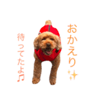 ペルスタンプ（個別スタンプ：11）