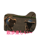 ダックス兄弟ちゃんまる軍団（個別スタンプ：3）