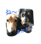 ダックス兄弟ちゃんまる軍団（個別スタンプ：5）