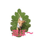 ダックス兄弟ちゃんまる軍団（個別スタンプ：12）