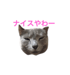 ロシアンブルーのピアちん（個別スタンプ：1）