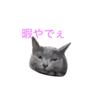 ロシアンブルーのピアちん（個別スタンプ：2）