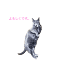 ロシアンブルーのピアちん（個別スタンプ：5）