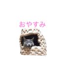 ロシアンブルーのピアちん（個別スタンプ：6）