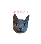 ロシアンブルーのピアちん（個別スタンプ：8）