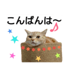 猫のあんずです③（個別スタンプ：2）