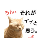 猫のあんずです③（個別スタンプ：4）